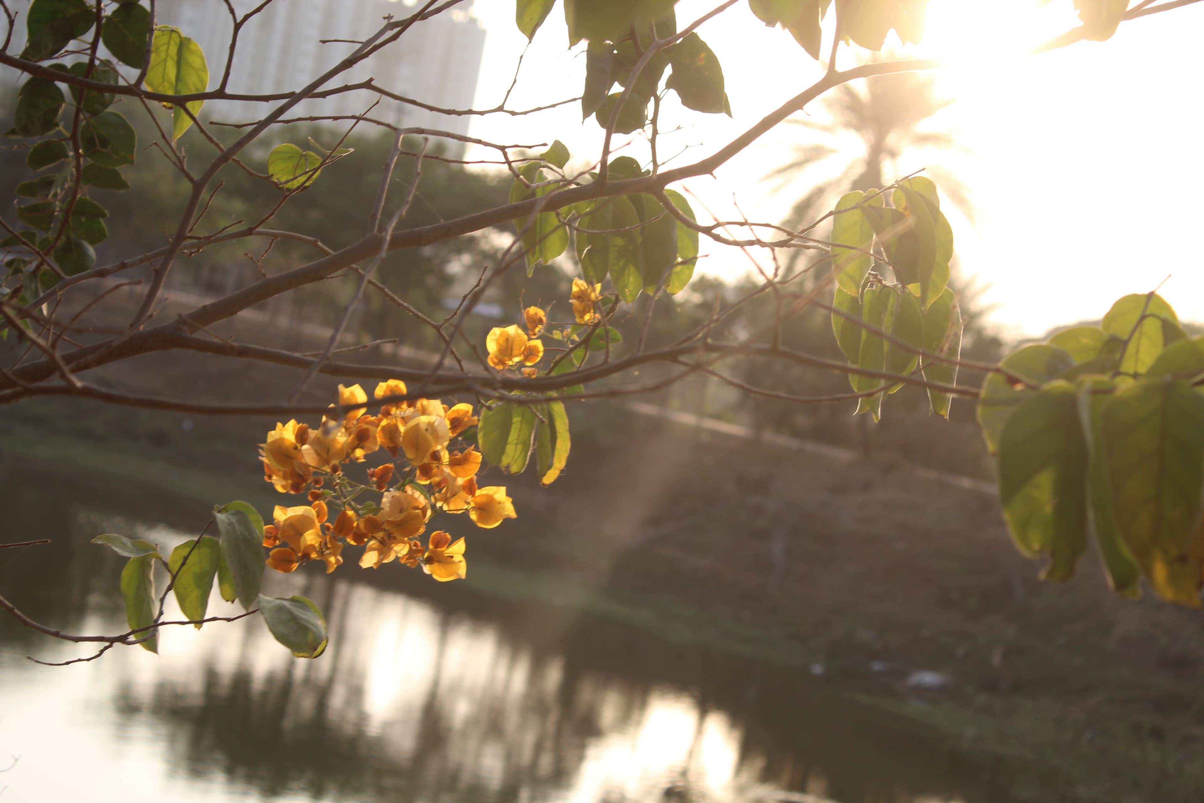 Flowers