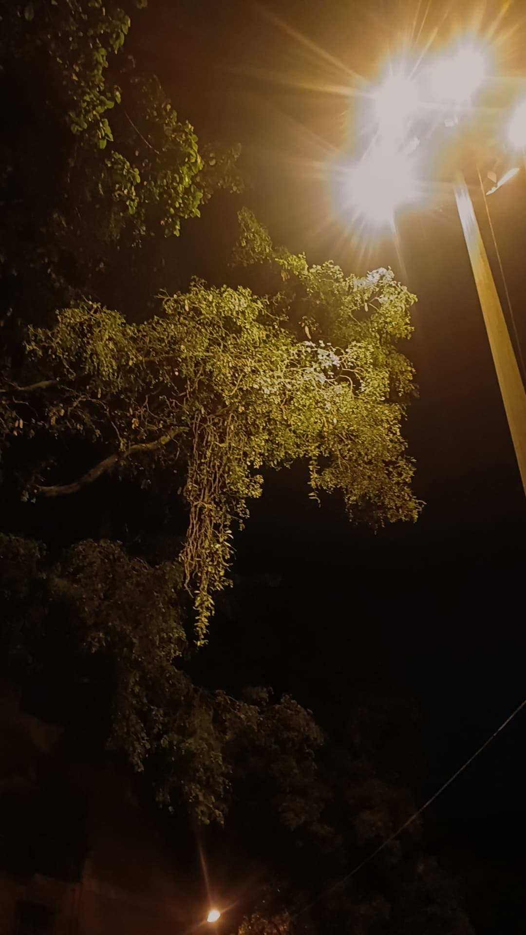 Night